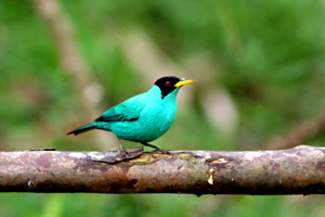 Birding blog