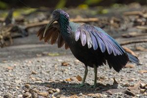 Green Ibis by Dixie Sommers