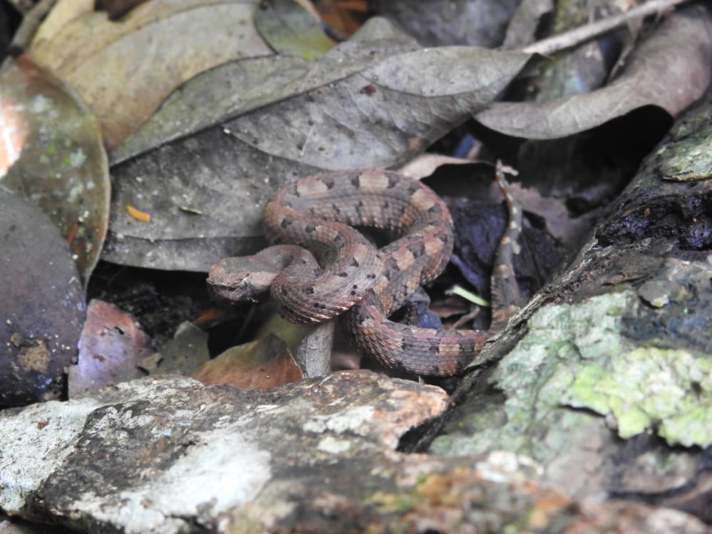 Hog nosed pit viper ferdelance