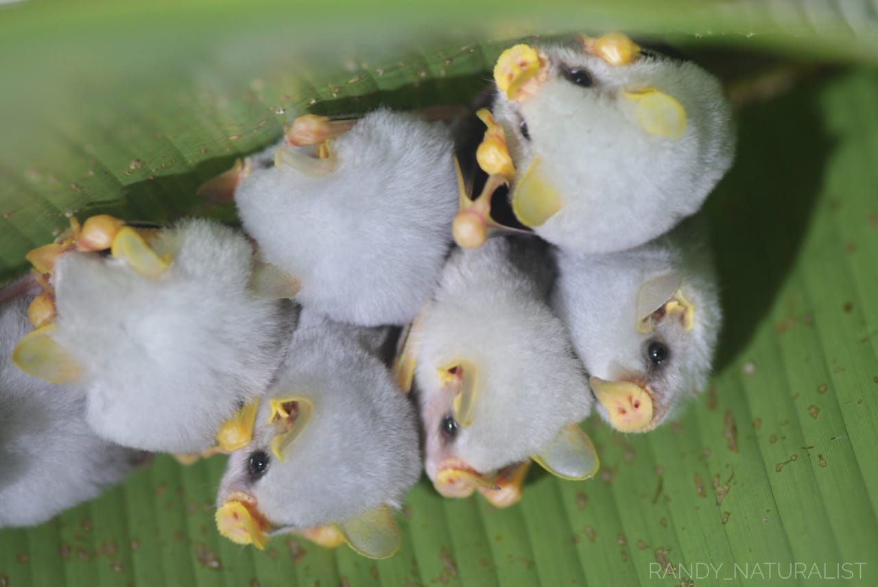 Honduran White Bats