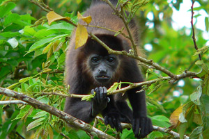 Howler monkey by Joaquin Garcia