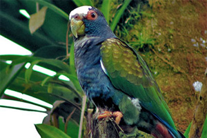 10 white crowned parrot